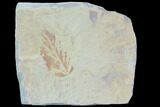 Detailed Fossil Hackberry Leaf - Montana #86693-3